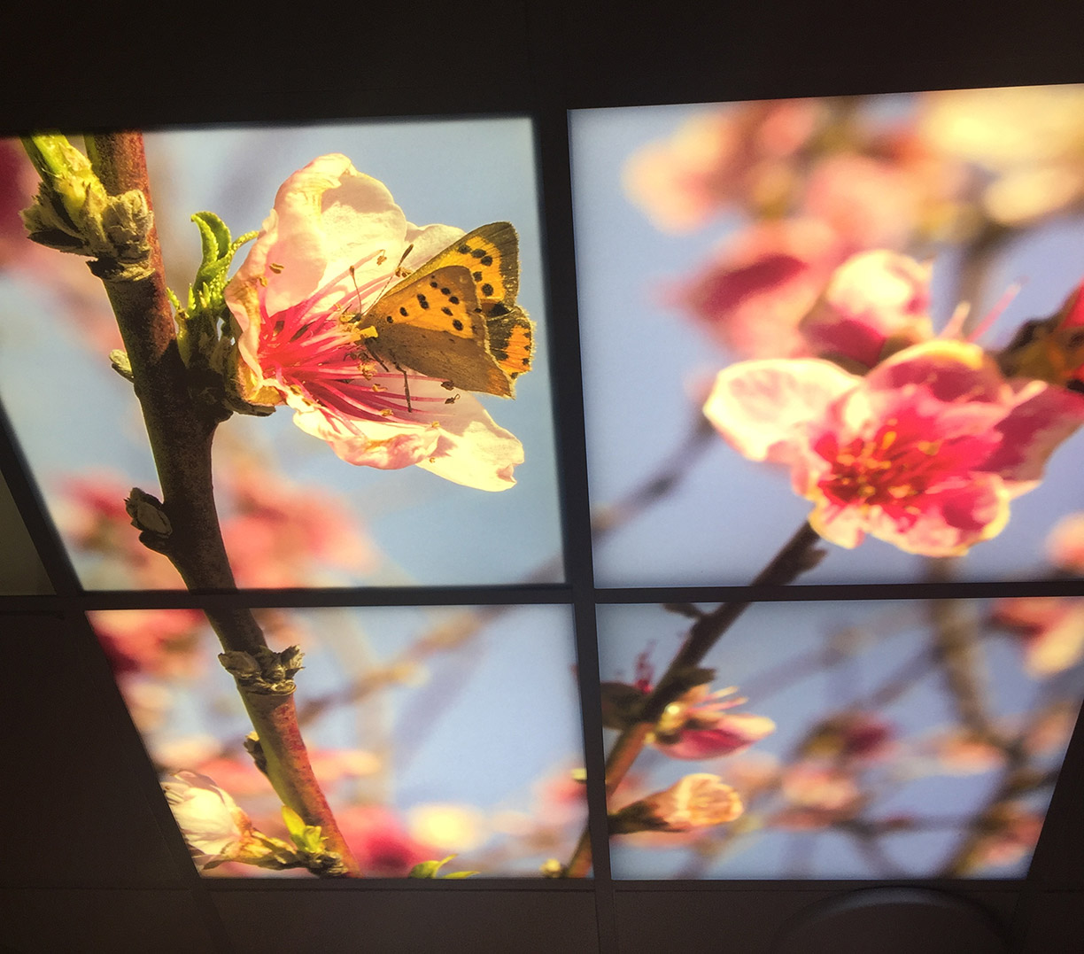 Picture 4 of Four ceiling units